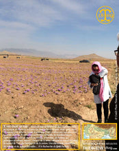 Crocus Sativus, bulbes de safran pour cultiver son safran