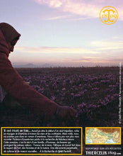 Crocus Sativus, bulbes de safran pour cultiver son safran