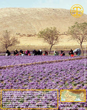Moutarde au safran, moutarde de Dijon