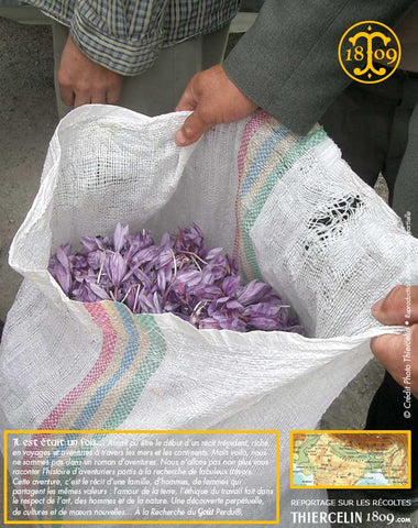 Les sacs de jute sont couramment utilisées pour la collecte et le transport des fleurs. Imaginez que dans ce sac plein de fleurs vous n'avez même pas de quoi faire 1 kilo de safran sec ! Incroyable non?! Thiercelin