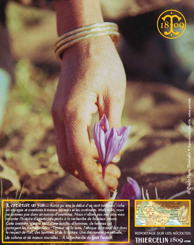 La fleur de safran est délicate et doit être récoltée le jour même… Thiercelin