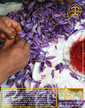 Crocus Sativus, bulbes de safran pour cultiver son safran