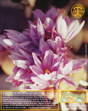 Crocus Sativus, bulbes de safran pour cultiver son safran