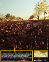 Crocus Sativus, bulbes de safran pour cultiver son safran