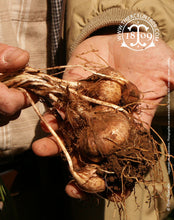 Bulbes de Crocus Sativus ou Safran, Saffron, Saffran, Saffraan, Szafran, Azafrán, Açafrão, Zafferano, σαφράνι (Zaforá), Kunyit kering, केसर (Kesar), (za'afran) زعفران, шафран, 番红花, 사프란, サフラン