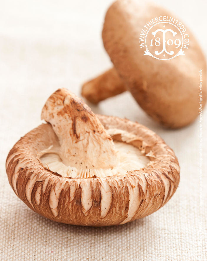 Shitake - Thiercelin