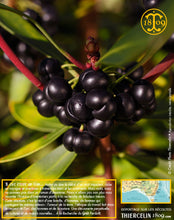 Sirop aux Baies de Tasmanie, liquide