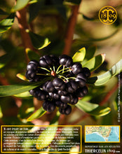 Sirop aux Baies de Tasmanie, liquide