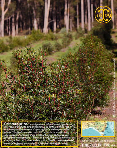 Arbustes alignés de Poivre de Tasmanie
