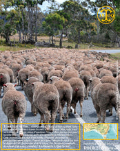 Sirop aux Baies de Tasmanie, liquide
