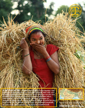 Souvent timides… Thiercelin