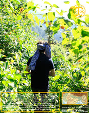 Venez… On s'enfonce dans la jungle sur le chemin de mille et un trésors… à la découverte du Timut. Thiercelin