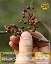 Le Timut dans l'arbre à l'état mûre. Thiercelin