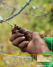 La baie mûre est récoltée à la main. Thiercelin