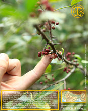 Son parfum enivre tous nos sens… Thiercelin