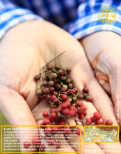 Voilà les baies à différents stades de maturité. Thiercelin