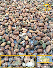 Ils sont ensuite séchés… Thiercelin