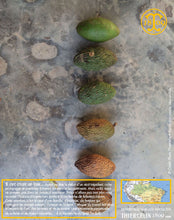 Voilà le fruit à différent stade de maturité. Thiercelin