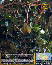 Fèves Tonka, entières