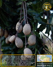 Fèves Tonka, entières