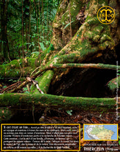 Arbre géant de la jungle amazonienne. Thiercelin