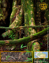 La fève Tonka (Dipteryx odorata) ou Tonka bean, Tonkaboon, Tonkabohne, Tonkowiec wonny, cumaruzeiro, cumaru, Sarrapia ou Haba tonca, Боб тонка, トンカビーンズ