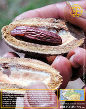 La fève Tonka (Dipteryx odorata) ou Tonka bean, Tonkaboon, Tonkabohne, Tonkowiec wonny, cumaruzeiro, cumaru, Sarrapia ou Haba tonca, Боб тонка, トンカビーンズ