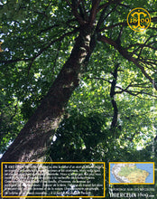 La fève Tonka (Dipteryx odorata) ou Tonka bean, Tonkaboon, Tonkabohne, Tonkowiec wonny, cumaruzeiro, cumaru, Sarrapia ou Haba tonca, Боб тонка, トンカビーンズ