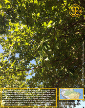 La fève Tonka (Dipteryx odorata) ou Tonka bean, Tonkaboon, Tonkabohne, Tonkowiec wonny, cumaruzeiro, cumaru, Sarrapia ou Haba tonca, Боб тонка, トンカビーンズ