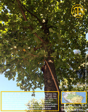 La fève Tonka (Dipteryx odorata) ou Tonka bean, Tonkaboon, Tonkabohne, Tonkowiec wonny, cumaruzeiro, cumaru, Sarrapia ou Haba tonca, Боб тонка, トンカビーンズ