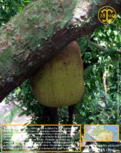 Voici un Jacques fruits… Thiercelin