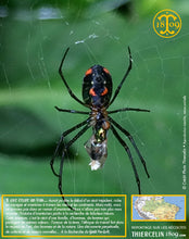 On fait la rencontre de multiples insectes… Voilà une belle araignée… Thiercelin