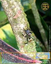 Des insectes à la taille démesurée… Enfin par rapport à nos standards habituels disons… Thiercelin