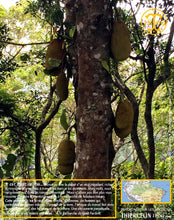 Encore des Jacques fruits… Thiercelin