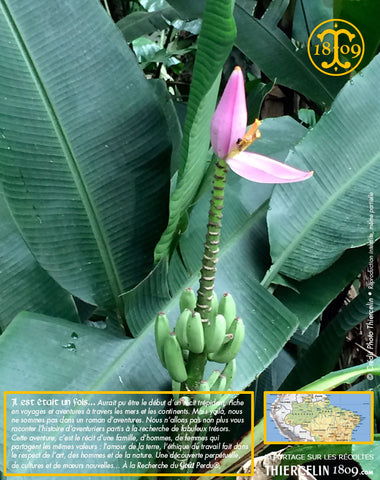 Bananier et son fruit vert… Thiercelin