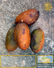 La fève de tonka ressemble à un gros abricot légèrement ovale. Thiercelin