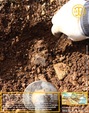 On fait une petite entaille sur la truffe pour vérifier sa maturité. Celle-ci est magnifique. Maintenant, il va falloir la sortir sans la détériorer. Thiercelin