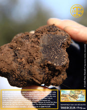 La Belle truffe noire fraîche, Tuber melanosporum (brossée)