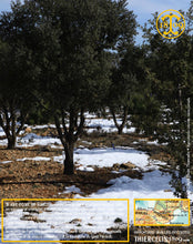 La Belle truffe noire fraîche, Tuber melanosporum (brossée)