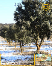 Il a fait assez froid et la neige est tombé. Cela ne va pas être facile, mais nous restons confiant. C'est la saison qui veut ca. Thiercelin