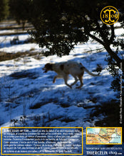 La Belle truffe noire fraîche, Tuber melanosporum (brossée)