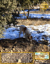 La Belle truffe noire fraîche, Tuber melanosporum (brossée)