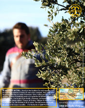 La Belle truffe noire fraîche, Tuber melanosporum (brossée)