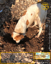 La Belle truffe noire fraîche, Tuber melanosporum (brossée)