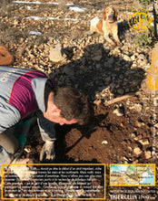 La Belle truffe noire fraîche, Tuber melanosporum (brossée)