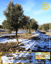 La Belle truffe noire fraîche, Tuber melanosporum (brossée)