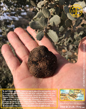 La Belle truffe noire fraîche, Tuber melanosporum (brossée)