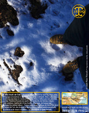 La Belle truffe noire fraîche, Tuber melanosporum (brossée)