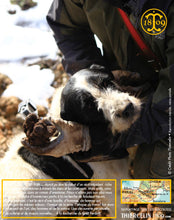 La Belle truffe noire fraîche, Tuber melanosporum (brossée)