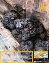 Une très belle récolte en cette journée relativement froide. Thiercelin